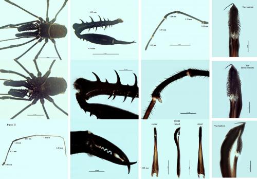 Ischyropsalis dentipalpis